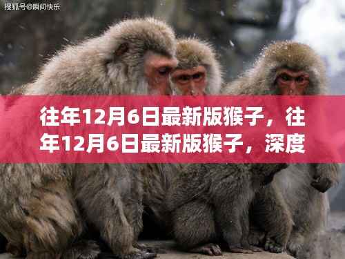 深度解析,历年12月6日猴子版本演变与猴文化探究