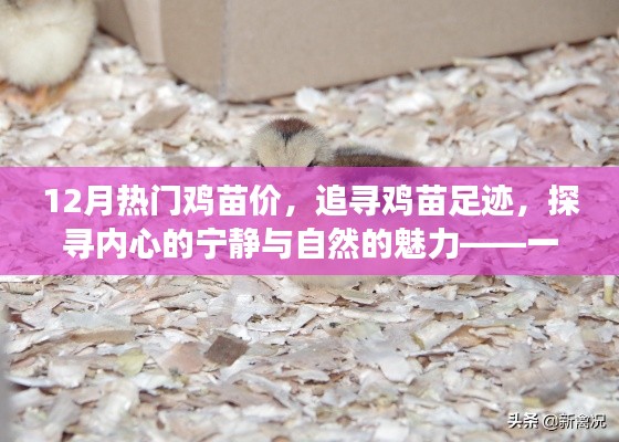 十二月鸡苗之旅,探寻热门价格与自然的魅力