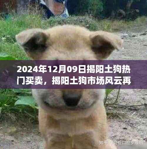 揭阳土狗市场风云再起,2024年12月09日热门买卖回顾