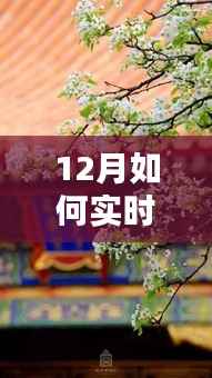 探秘小巷深处的花之秘境,揭秘十二月实时鲜花价格查看指南