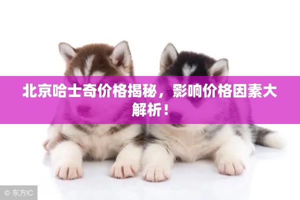 北京哈士奇价格揭秘,影响价格因素大解析!