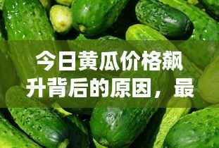 今日黄瓜价格飙升背后的原因,最新消息全面解析